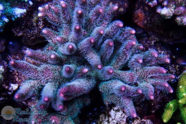 Как зайти на kraken маркетплейс